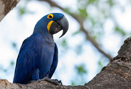 Blue Hyacinth macaw sitting on the branch. Side view, blue sky background. Bright Blue Hyacinth Macaw, Anodorhynchus hyacinthinus. Natural habitat. Brazil.の写真素材