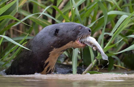 Giant Otter eating fish in the water. Sidfe view. Green natural background. Giant River Otter, Pteronura brasiliensis. Natural habitat. Brazilの写真素材