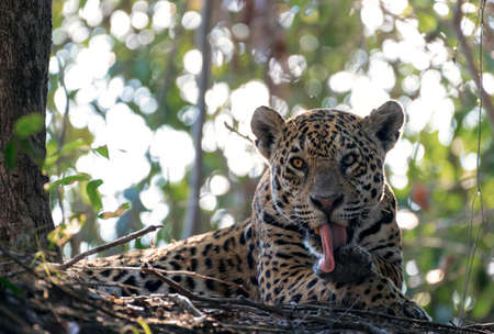 Jaguar licks himself, resting at the roots of a tree. Front view. Panthera onca. Natural habitat....