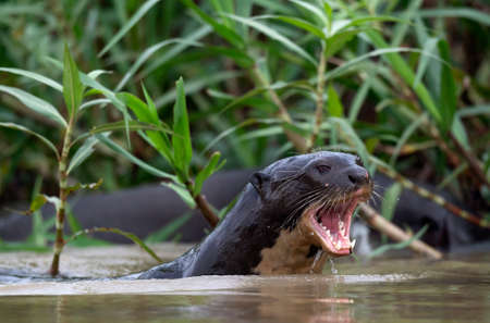 Giant Otter with open mouth swimming in the water. Giant River Otter, Pteronura brasiliensis. Natural habitat. Brazilの写真素材