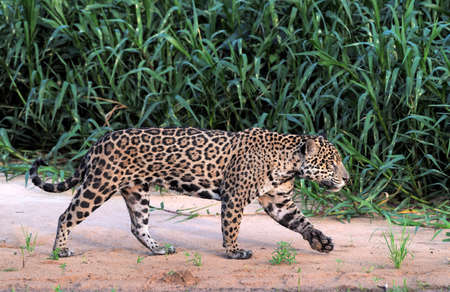 Jaguar walking along the sandy river bank. Side view. Panthera onca. Natural habitat. Cuiaba river, Brazilの写真素材