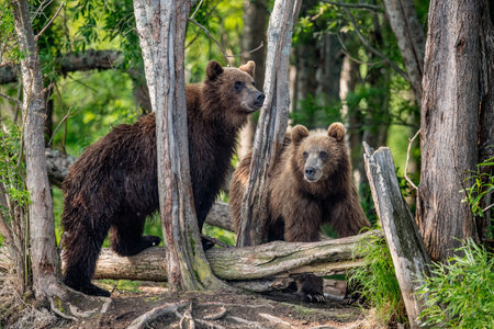 Brown bears in a summer forest. Kamchatka brown bear, scientific name: Ursus Arctos Piscator. Natural habitat. Kamchatka, Russiaの写真素材
