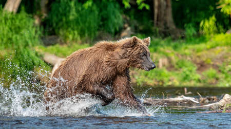 Brown bear running on the river and fishing for salmon. Brown bear chasing sockeye salmon at a...