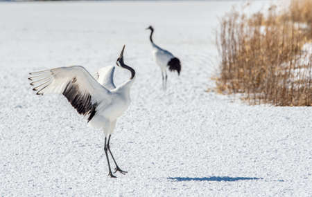 Dancing Cranes. The ritual marriage dance of cranes. The red-crowned crane. Scientific name: Grus japonensis, also called the Japanese crane or Manchurian crane, is a large East Asian Crane. Japanの写真素材