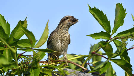 The bird holds ants and ant larvae in its beak. Eurasian wryneck or northern wryneck (Jynx torquilla).の写真素材