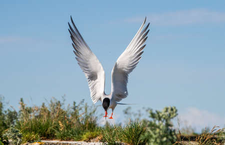 Turn with spread wings in flight. front view. blue sky background. Adult common tern in flight....