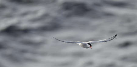 A tern in flight. Sea Wave Background. Adult common tern in flight. Scientific name: Sterna hirundo....