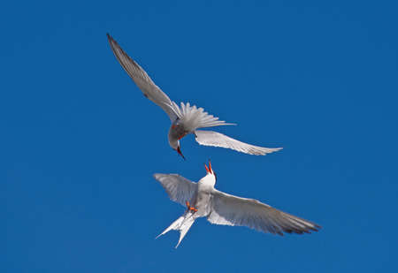 Common Terns interacting in flight. Adult common terns in flight in sunset light on the sky...