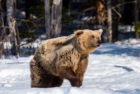 Bear shakes off. Brown bearon the snow in winter forest. Scientific name: Ursus Arctos. wild nature. natural habitat.の写真素材