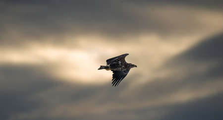 Flying Eagle silhouetted on sunset sky background. Juvenile sea eagle flying among storm clouds near sunset. Juvenile White tailed eagle. Haliaeetus albicilla, also known as the ern, erne, gray eagle,の写真素材