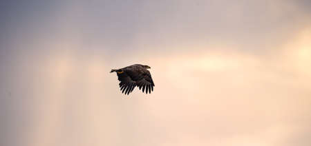Flying Eagle silhouetted on sunset sky background. Juvenile sea eagle flying among storm clouds near...