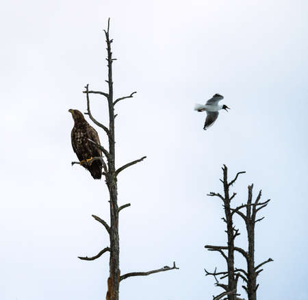 Silhouette of an eagle on the tree. Juvenile White-tailed eagles on the tree. Scientific name:...