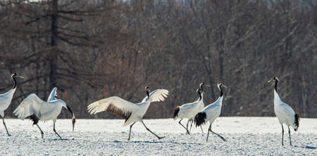 Dancing Cranes. The ritual marriage dance of cranes. The red-crowned crane. Scientific name: Grus japonensis, also called the Japanese crane or Manchurian crane, is a large East Asian Crane.の写真素材