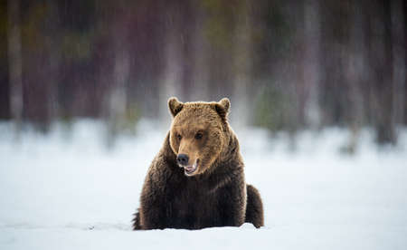 Bear with open mouth sits in the snow. Brown bear in winter forest. Scientific name: Ursus Arctos....