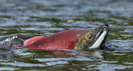 Sockeye Salmon in the river. Red spawning sockeye salmon in a river. Sockeye Salmon swimming and spawning. Scientific name: Oncorhynchus nerka. Natural habitat. Kamchatka, Russia.の写真素材