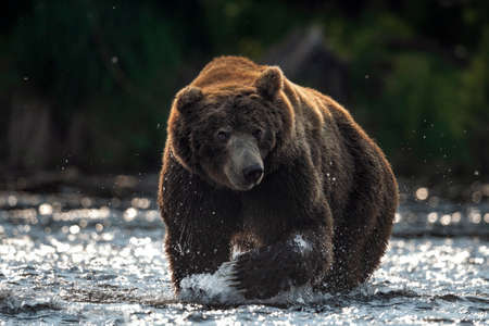 Wild adult male of brown bear fishing for salmon. front view. Sunset backlight. Brown bear chasing...
