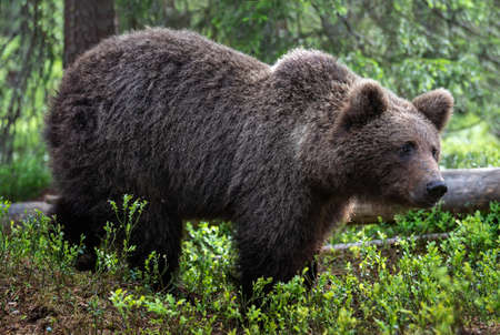 Brown bear in the summer forest. Close up portrait, green natural background. Scientific name: Ursus arctos. natural habitat.の写真素材