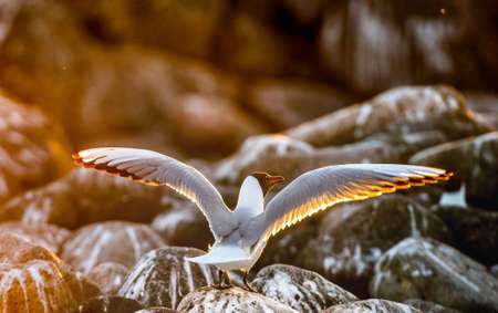The flying seagull in the backlight of the sunset. Sunset background. The Black-headed Gull...