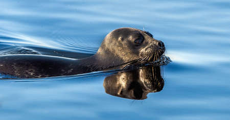 The Ladoga ringed seal swimming in the water. Scientific name: Pusa hispida ladogensis. The Ladoga...