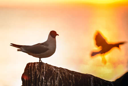 The silhouette of a seagull on the stone. Red sunset sky background. The Black-headed Gull Scientific name: Larus ridibundus.の写真素材