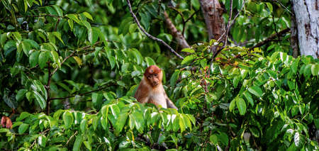 Female of Proboscis Monkey on a tree in the wild green rainforest on Borneo Island. The proboscis monkey (Nasalis larvatus) or long-nosed monkey, known as the bekantan in Indonesiaの写真素材
