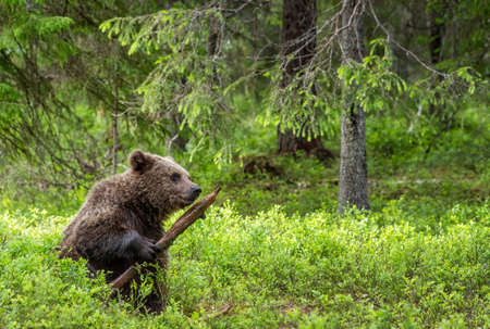 Little bear sniffing a stick. Brown bear cub in the summer forest. front view. Scientific name:...