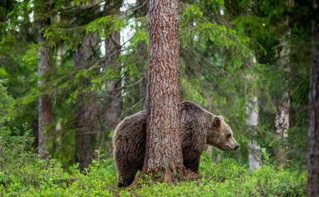 The brown bear itches. Brown Bear in the summer forest. Scientific name: Ursus arctos. natural habitat.の写真素材