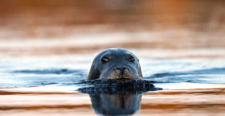 swimming seal. The bearded seal, also called the square flipper seal. Scientific name: Erignathus barbatus. White Sea, Russiaの写真素材