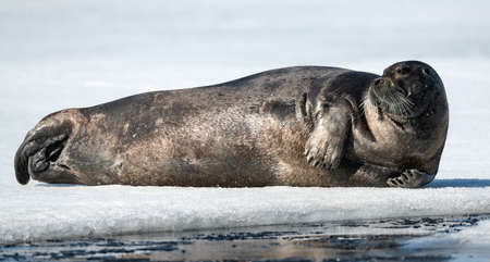 Seal resting on an ice float. close up. The bearded seal, also called the square flipper seal. Scientific name: Erignathus barbatus. White Sea, Russiaの写真素材