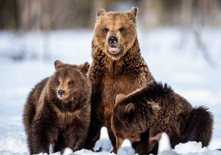 She-bear and bear cubs in winter. natural habitat. Brown bear, Scientific name: Ursus Arctos Arctos.の写真素材