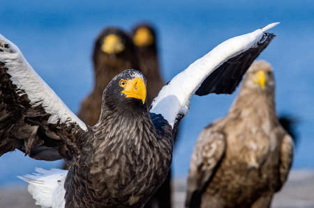 Adult Steller`s sea eagle. close up portrait. Scientific name: Haliaeetus pelagicus. blue background.の写真素材