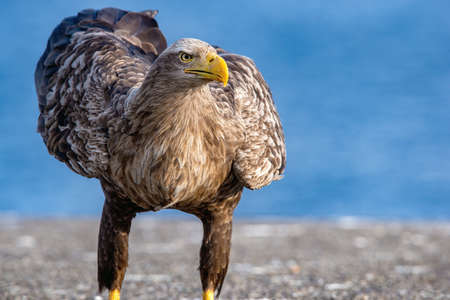 White tailed eagle. Scientific name: Haliaeetus albcilla.