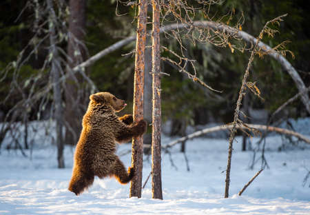 Brown bear cub stand on hind legs and climb on the tree. Snow in winter forest. Scientific name: Ursus arctos, Wild Nature. natural habitatの写真素材