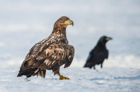 Juvenile White-tailed eagle and raven on the snow. Scientific name: Haliaeetus albcilla. winter...