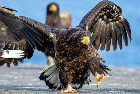 Eagle with wings spread. Adult Steller`s sea eagle. close up portrait. Scientific name: Haliaeetus...