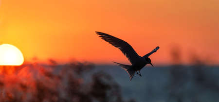 Silhouette of flying common tern. Flying common tern on the sunset sky background. back sunlight....