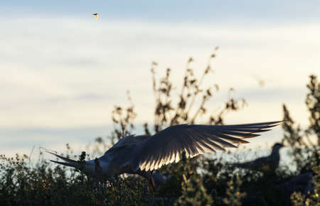 Silhouette of flying common tern. Flying common tern on the sunset sky background. Scientific name: Sterna hirundo.の写真素材