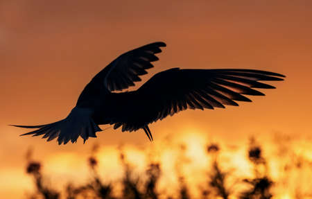 Silhouette of flying common tern. Flying common tern on the sunset sky background. back sunlight. Scientific name: Sterna hirundo.の写真素材