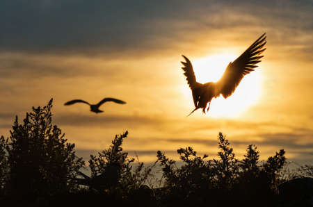 Silhouette of flying common tern. Flying common tern on the sunset sky background. back sunlight. Scientific name: Sterna hirundo.の写真素材