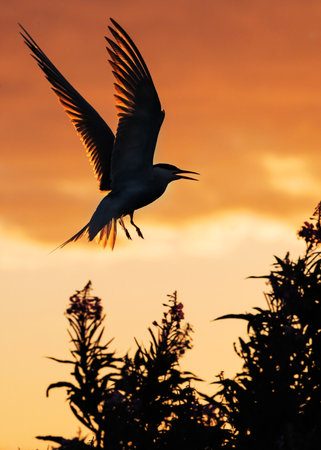 Silhouette of flying common tern. Flying common tern on the sunset sky background. back sunlight. Scientific name: Sterna hirundo.の写真素材