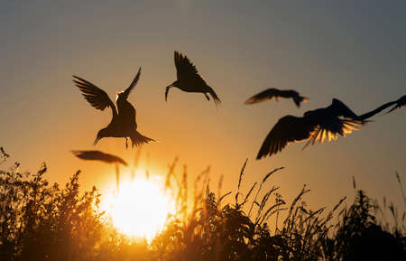 Silhouettes of flying common terns. Flying common tern on the sunset sky background. Scientific name: Sterna hirundo.の写真素材