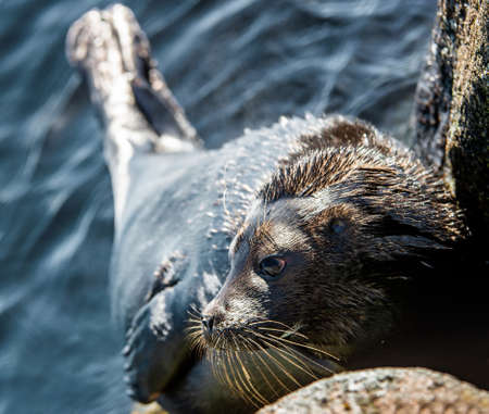 The Ladoga ringed seal. side view portrait. close up. Scientific name: Pusa hispida ladogensis. The Ladoga seal in a natural habitat. Ladoga Lake. Russiaの写真素材