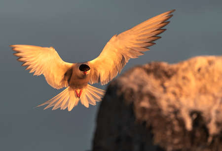 Tern with spread wings landing on a stone. Adult common tern in sunset light on the blue sky...