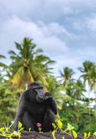 The Celebes crested macaque. Crested black macaque, Sulawesi crested macaque, celebes macaque or the black ape. wild nature. natural habitat. Sulawesi. Indonesia.の写真素材