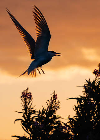 Silhouette of flying common tern. Flying common tern on the sunset sky background. back sunlight. Scientific name: Sterna hirundo.の写真素材