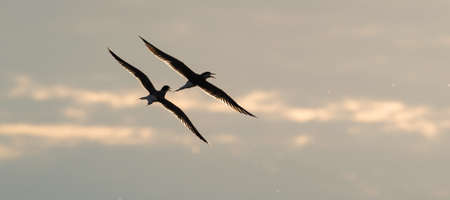 Showdown in the sky. Common Terns interacting in flight. Adult common terns in flight in sunset light on the sky background. Scientific name: Sterna hirundo.の写真素材