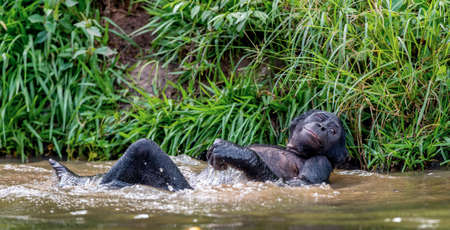 Bonobo resting, lying flat in the water. Scientific name: Pan paniscus, sometimes called the pygmy chimpanzee. Democratic Republic of the Congo. africaの写真素材
