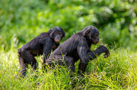 Juvenile Bonobos. green natural background. The Bonobo, Scientific name: Pan paniscus, earlier being called the pygmy chimpanzee. Democratic Republic of the Congo. africa.の写真素材