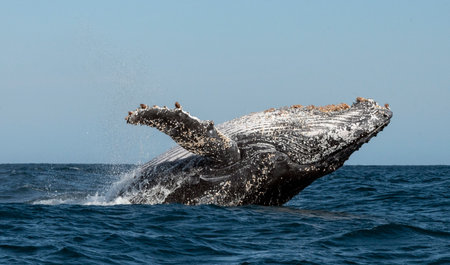 Humpback whale breaching. Humpback whale jumping out of the water. South Africa.の写真素材