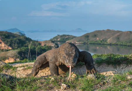 Komodo dragon with the forked tongue sniff air. front view. Scientific name: Varanus komodoensis. wild nature. natural habitat. Rinca island. Indonesiaの写真素材